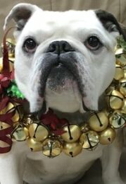 Nellie