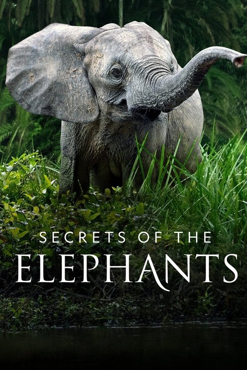 Secrets of the Elephants : 1.Sezon 3.Bölüm